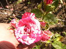 Dimov-mini rosa-