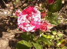 Dimov-mini rosa-