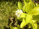 Cephalantus