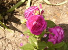 Purple Lodge