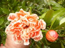 Punica Granatum