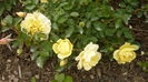 limesgold