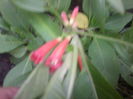 iochroma coccinea