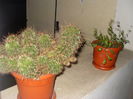 Cactus si lobelia
