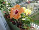 DSC02468
