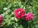 DSCF2768