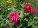 DSCF2770