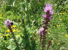 DSCF2771