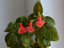 Kohleria Luci s Baby One