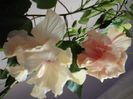 DSCF1332