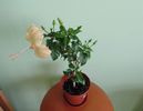 DSC02500