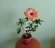 DSC02505