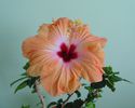 DSC02507