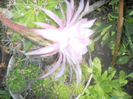 DSCN8237