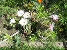 DSCN8236