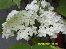 HORTENSIA ALBA
