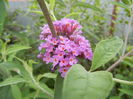 Buddleja davidii Purple (2013, Jun.24)