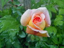 abraham darby