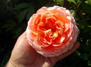 abraham darby