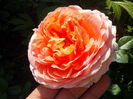 abraham darby