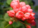 DSCN3142