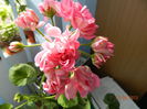 DSCN3250