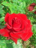 IMG_20140527_095532