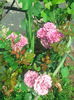 IMG_20140527_095701