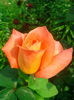 IMG_20140527_100550