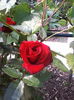 IMG_20140603_153606