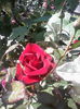 IMG_20140603_153827