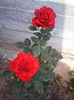 red intuition