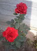 red intuition