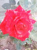 red intuition