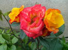 IMG_20140430_110735