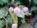 mimosa pudica