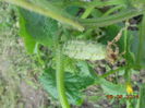 DSCN5611