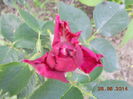 DSCN5619 - Copy