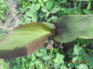 DSCN5606