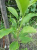 Magnolia