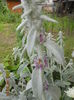 DSCN5624