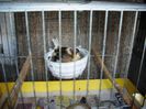 CANARI LA CUIB 2014 018