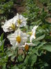 Floare de cartofi albi