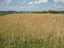 in natura 004