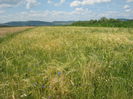 in natura 006