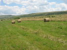 agricultura in Romania 003