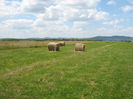 agricultura in Romania 004