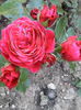 IMG_20140629_152020