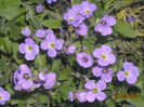 AUBRETIA
