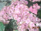 HORTENSIA